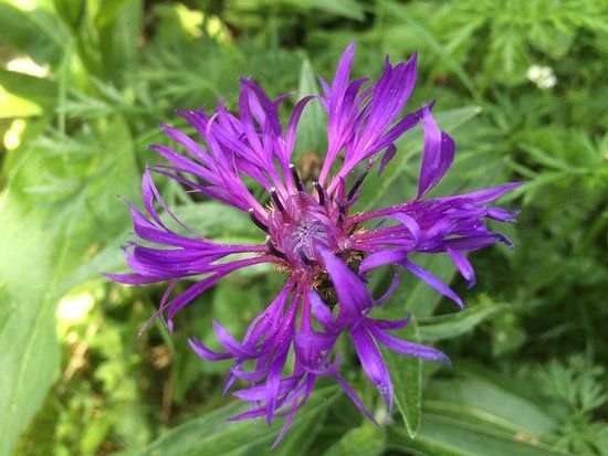 Le Jardin de Gentiana